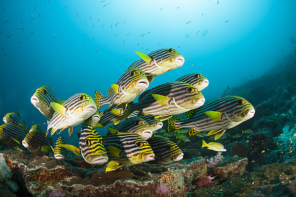 Schwarm Orientalische Suesslippen, Plectorhinchus vittatus, Nord Ari Atoll, Indischer Ozean, Malediven