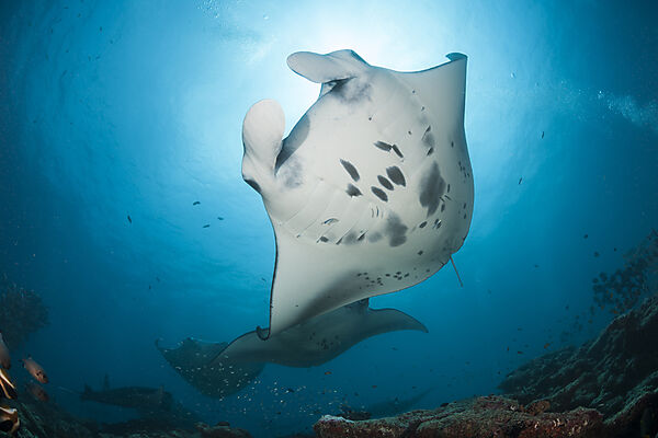 Riff-Manta, Manta alfredi, Nord Ari Atoll, Indischer Ozean, Malediven