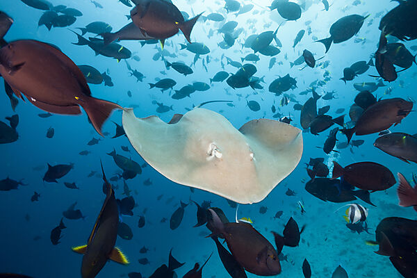 Lila Peitschenschwanz Rochen, Pateobatis fai, Nord Male Atoll, Indischer Ozean, Malediven
