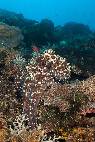 Tag-Oktopus, Octopus cyanea, Forgotten Islands, Indonesien
