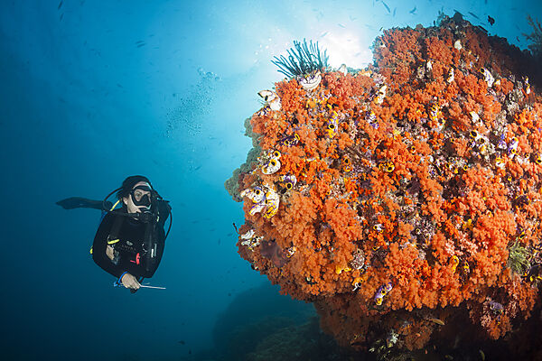 Taucher und Korallenriff, Forgotten Islands, Indonesien