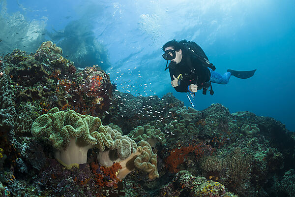Taucher und Korallenriff, Forgotten Islands, Indonesien