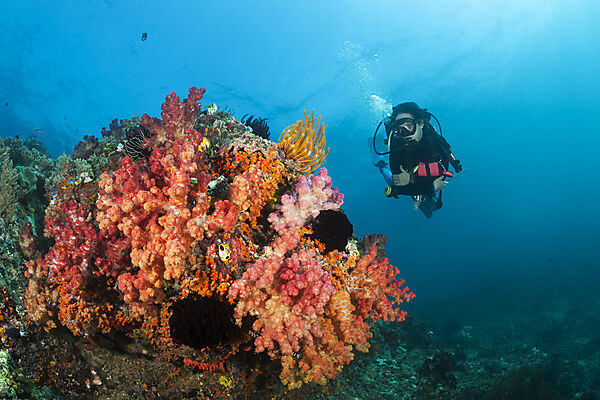 Taucher und Korallenriff, Forgotten Islands, Indonesien