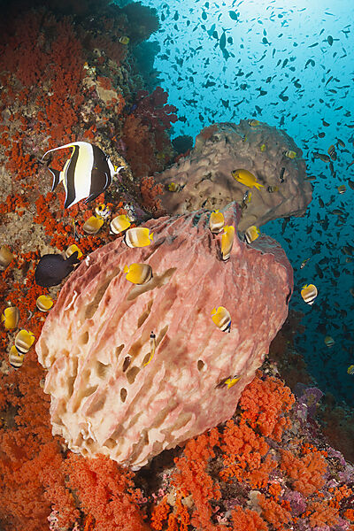 Buntes Korallenriff, Forgotten Islands, Indonesien