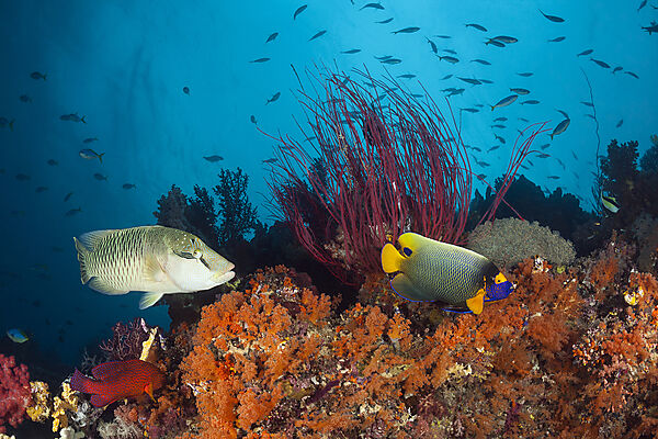 Napolenfisch und Blaukopf-Kaiserfisch, Cheilinus undulatus, Pomacanthus xanthometopon, Forgotten Islands, Indonesien