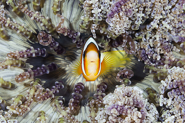 Clarks-Anemonenfisch, Amphiprion clarkii, Forgotten Islands, Indonesien