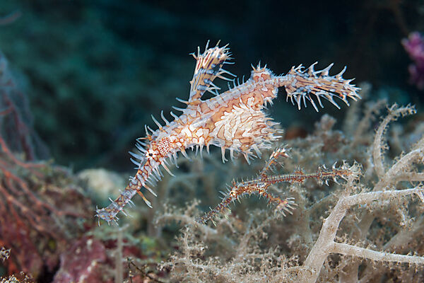 Zwei Harlekin-Geisterpfeifenfische, Solenostomus paradoxus, Forgotten Islands, Indonesien