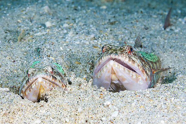 Riff-Eidechsenfisch, Synodus variegatus, Forgotten Islands, Indonesien