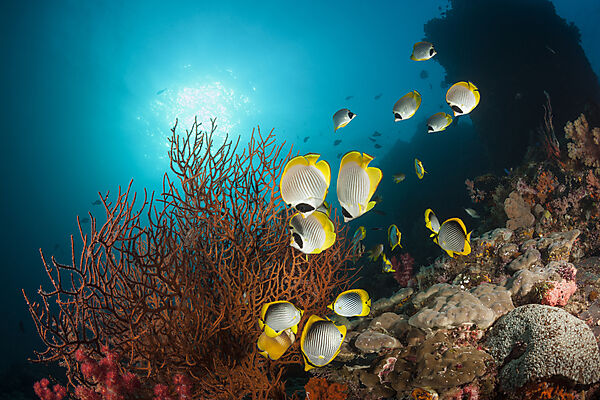 Panda-Falterfische, Chaetodon adiergastos, Raja Ampat, West Papua, Indonesien