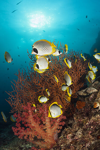 Panda-Falterfische, Chaetodon adiergastos, Raja Ampat, West Papua, Indonesien