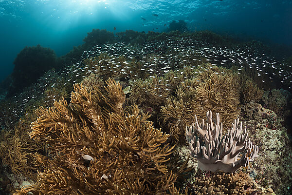 Buntes Korallenriff, Raja Ampat, West Papua, Indonesien