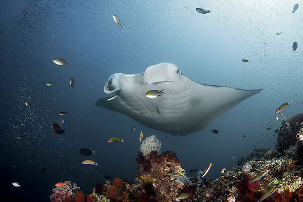 Riff-Manta, Manta alfredi, Raja Ampat, West Papua, Indonesien