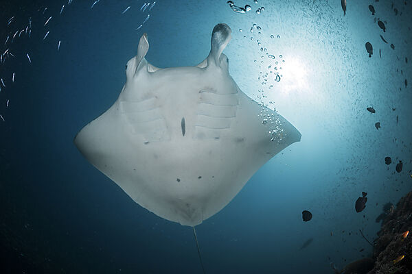 Riff-Manta, Manta alfredi, Raja Ampat, West Papua, Indonesien