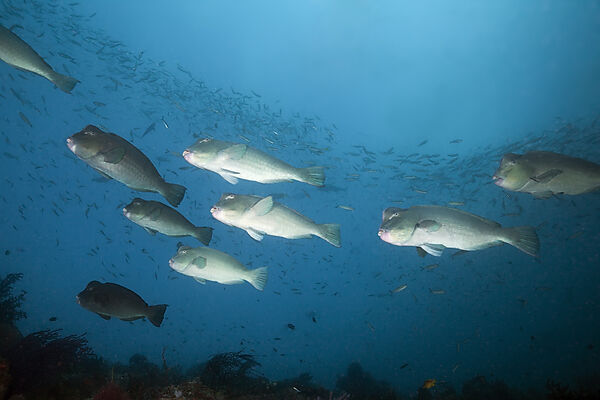 Schwarm Bueffelkopf-Papageifische, Bolbometopon muricatum, Raja Ampat, West Papua, Indonesien