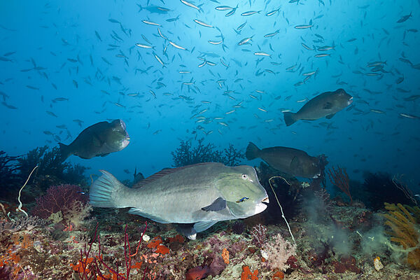 Schwarm Bueffelkopf-Papageifische, Bolbometopon muricatum, Raja Ampat, West Papua, Indonesien