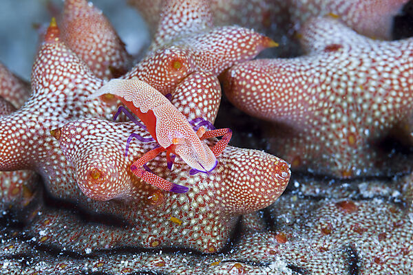 Imperator-Garnele, Periclimenes imperator, Raja Ampat, West Papua, Indonesien