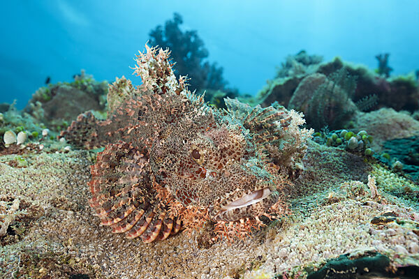 Baertiger Drachenkopf im Riff, Scorpaenopsis oxycephalus, Raja Ampat, West Papua, Indonesien