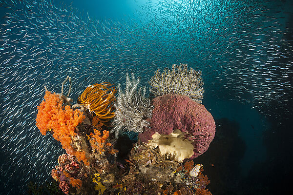 Buntes Korallenriff, Raja Ampat, West Papua, Indonesien