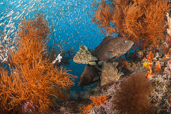 Zackenbarsche im Korallenriff, Epinephelus sp., Raja Ampat, West Papua, Indonesien