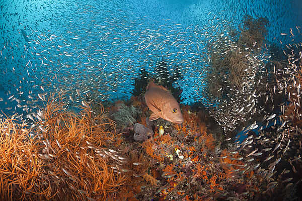 Roter Schnapper im Korallenriff, Lutjanus bohar, Raja Ampat, West Papua, Indonesien