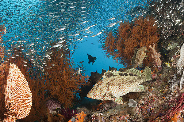 Zackenbarsche im Korallenriff, Epinephelus sp., Raja Ampat, West Papua, Indonesien