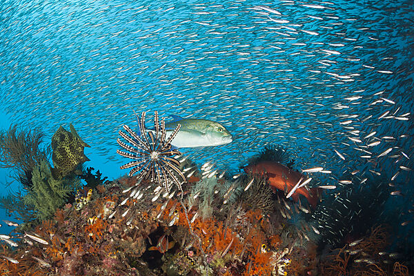 Blauflossen-Stachelmakrele im Korallenriff, Caranx melampygus, Raja Ampat, West Papua, Indonesien