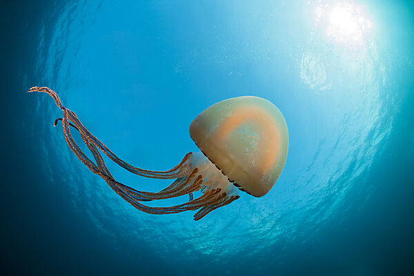 Schirmqualle, Scyphozoa sp., Raja Ampat, West Papua, Indonesien