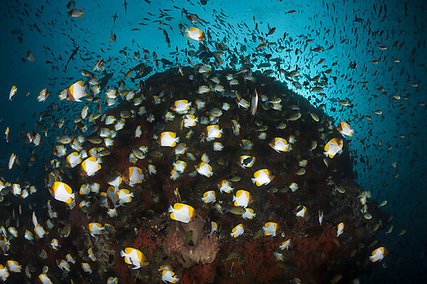 Schwarm Gelbe Pyramiden-Falterfische, Hemitaurichthys polyepis, Banda Neira, Banda See, Indonesien