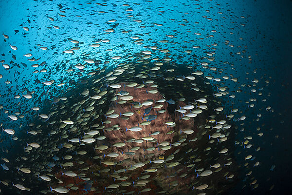 Korallenfische und Korallenriff, Banda Neira, Banda See, Indonesien