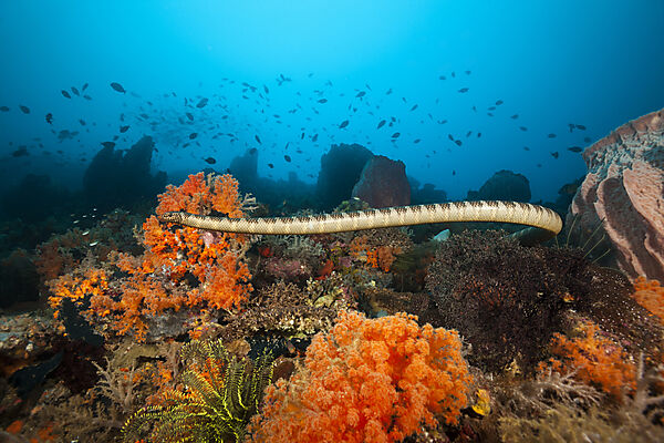 Plattschwanz-Seeschlange, Laticauda semifasciata, Manuk Island, Banda See, Indonesien
