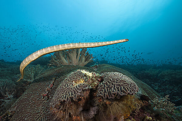 Plattschwanz-Seeschlange, Laticauda semifasciata, Manuk Island, Banda See, Indonesien