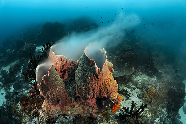 Schwamm laicht ab, Raja Ampat, West Papua, Indonesien