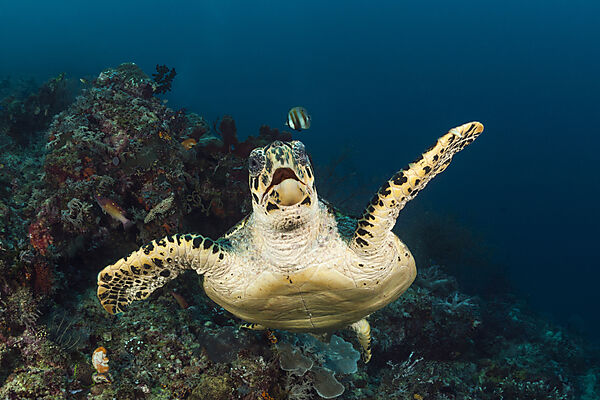 Gruene Meeresschildkroete, Chelonia mydas, Raja Ampat, West Papua, Indonesien