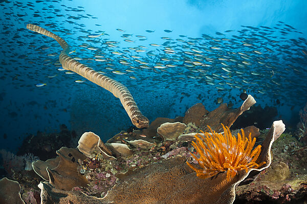 Plattschwanz-Seeschlange, Laticauda semifasciata, Manuk Island, Banda See, Indonesien