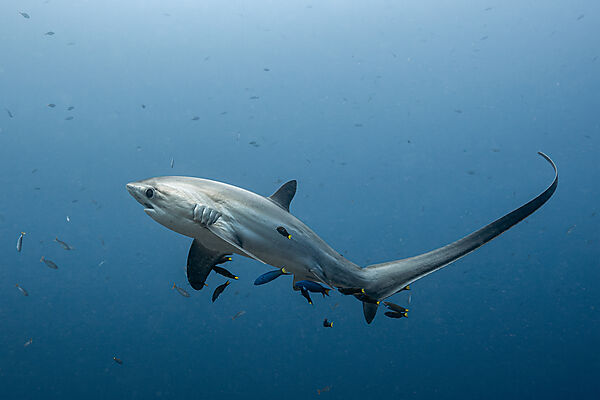 Pelagischer Drescherhai, Pazifischer Fuchshai, Alopias pelagicus, Malalpascua Island, Cebu, Philippinen