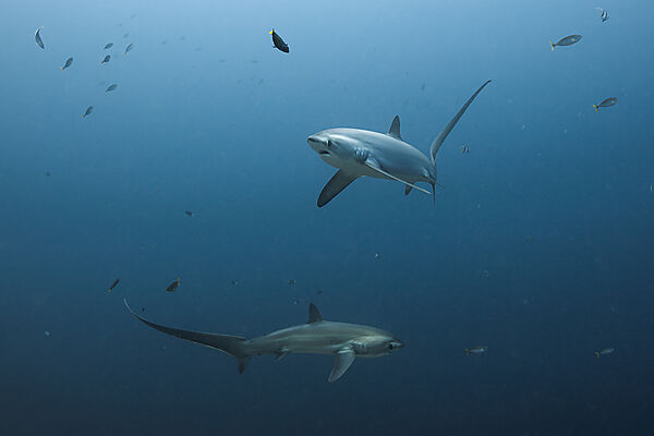 Pelagischer Drescherhai, Pazifischer Fuchshai, Alopias pelagicus, Malalpascua Island, Cebu, Philippinen