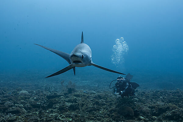 Pelagischer Drescherhai, Pazifischer Fuchshai, Alopias pelagicus, Malalpascua Island, Cebu, Philippinen