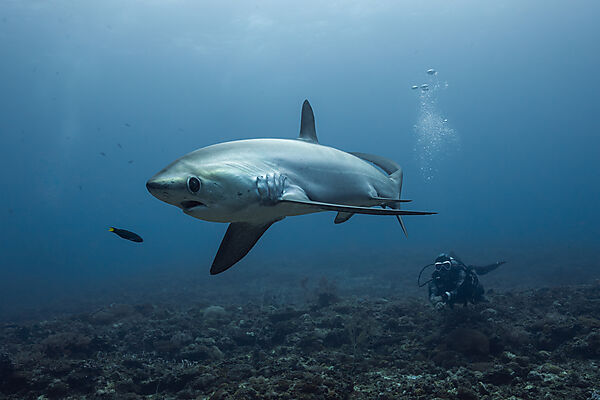 Pelagischer Drescherhai, Pazifischer Fuchshai, Alopias pelagicus, Malalpascua Island, Cebu, Philippinen