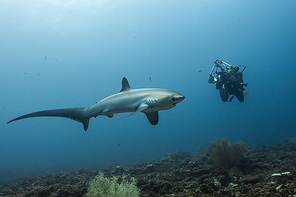 Pelagischer Drescherhai, Pazifischer Fuchshai, Alopias pelagicus, Malalpascua Island, Cebu, Philippinen