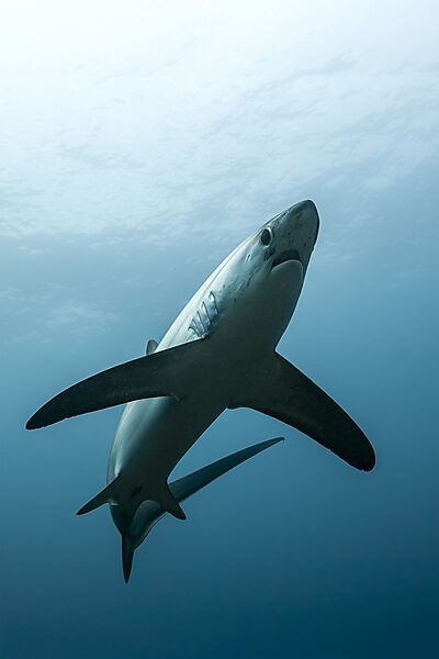 Pelagischer Drescherhai, Pazifischer Fuchshai, Alopias pelagicus, Malalpascua Island, Cebu, Philippinen
