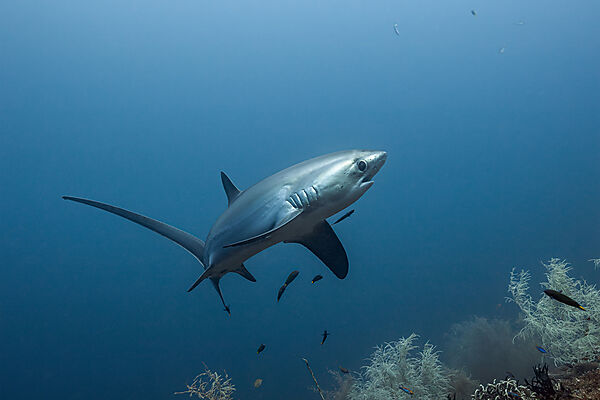 Pelagischer Drescherhai, Pazifischer Fuchshai, Alopias pelagicus, Malalpascua Island, Cebu, Philippinen