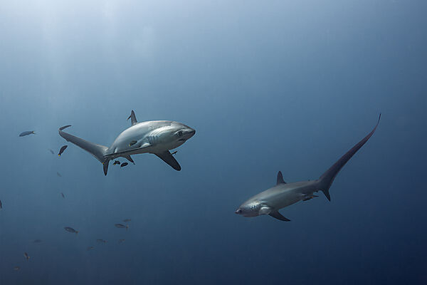 Pelagischer Drescherhai, Pazifischer Fuchshai, Alopias pelagicus, Malalpascua Island, Cebu, Philippinen
