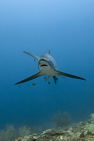 Pelagischer Drescherhai, Pazifischer Fuchshai, Alopias pelagicus, Malalpascua Island, Cebu, Philippinen