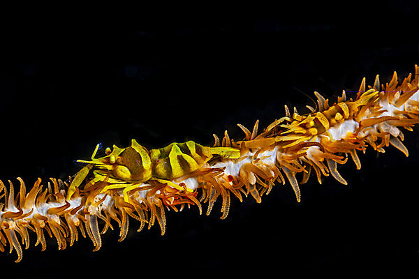 Commensal Shrimp,Whip coral, Pontonides unciger, Malalpascua Island, Cebu, Philippine Sea, Philippines