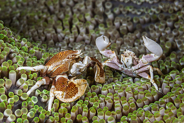 Two Porcelain Crab in Anemone, Neopetrolisthes maculatus, Malalpascua Island, Cebu, Philippine Sea, Philippines