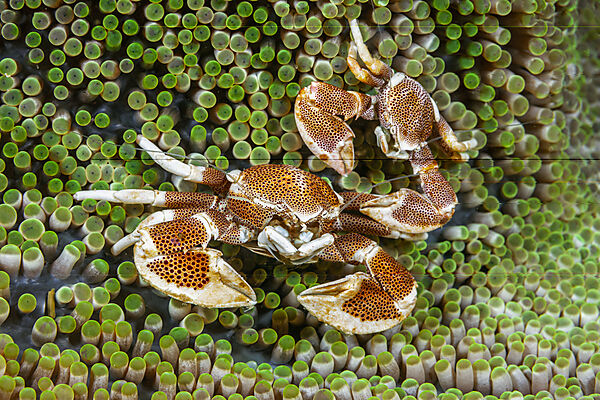 Two Porcelain Crab in Anemone, Neopetrolisthes maculatus, Malalpascua Island, Cebu, Philippine Sea, Philippines