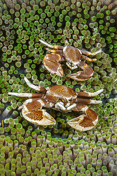 Zwei Porzellan-Krabben in Anemone, Neopetrolisthes maculatus, Malalpascua Island, Cebu, Philippinensee, Philippinen