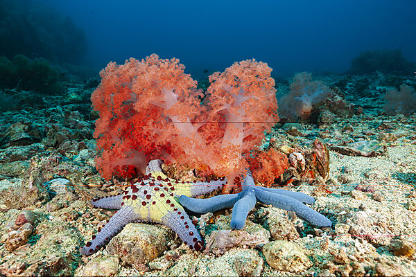 Blauer Seestern, Weichkorallen, Linckia laevigata, Malalpascua Island, Cebu, Philippinensee, Philippinen