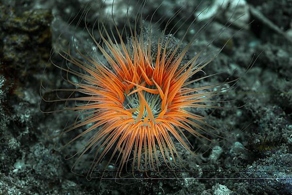 Fluoreszierende Zylinderrose, Faden-Zylinderrose, Cerianthus filiformis, Malalpascua Island, Cebu, Philippinensee, Philippinen