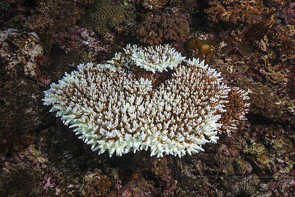 Korallenbleiche, Malalpascua Island, Cebu, Philippinensee, Philippinen